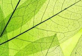 叶绿素含量测定范围，叶绿素含量的测定涉及到油脂加工与制品