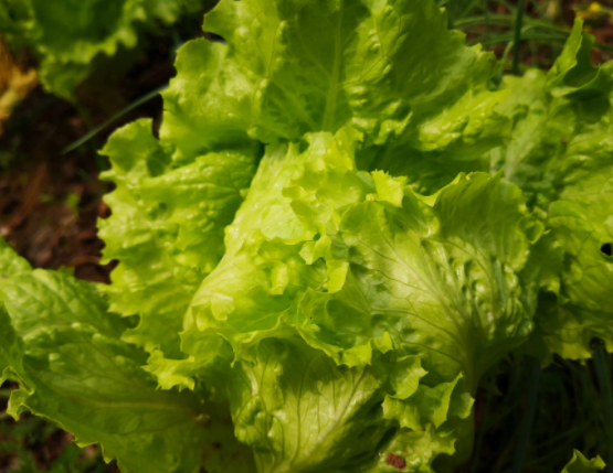 绿叶蔬菜检测知识，蔬菜中异菌脲残留量的测定