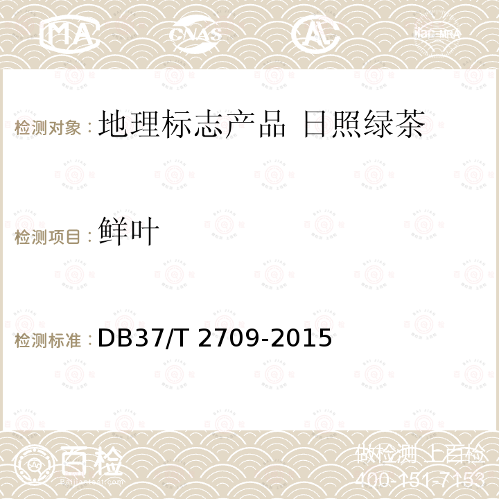 鲜叶 DB37/T 2709-2015 地理标志产品　日照绿茶