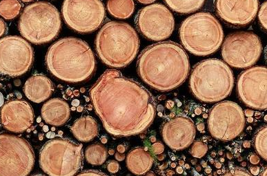 木材树种做无损检测，声应力波检测