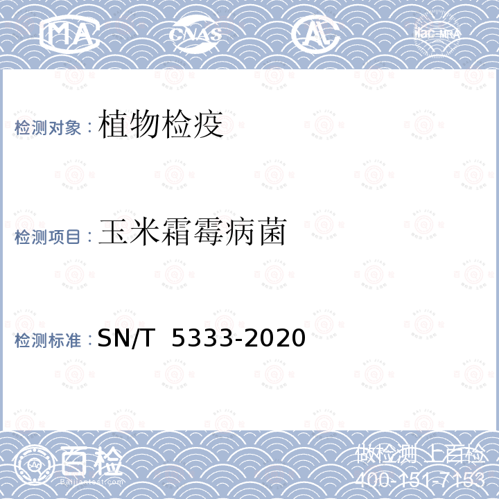 玉米霜霉病菌 SN/T 5333-2020 玉米霜霉病菌（非中国种）检疫鉴定方法