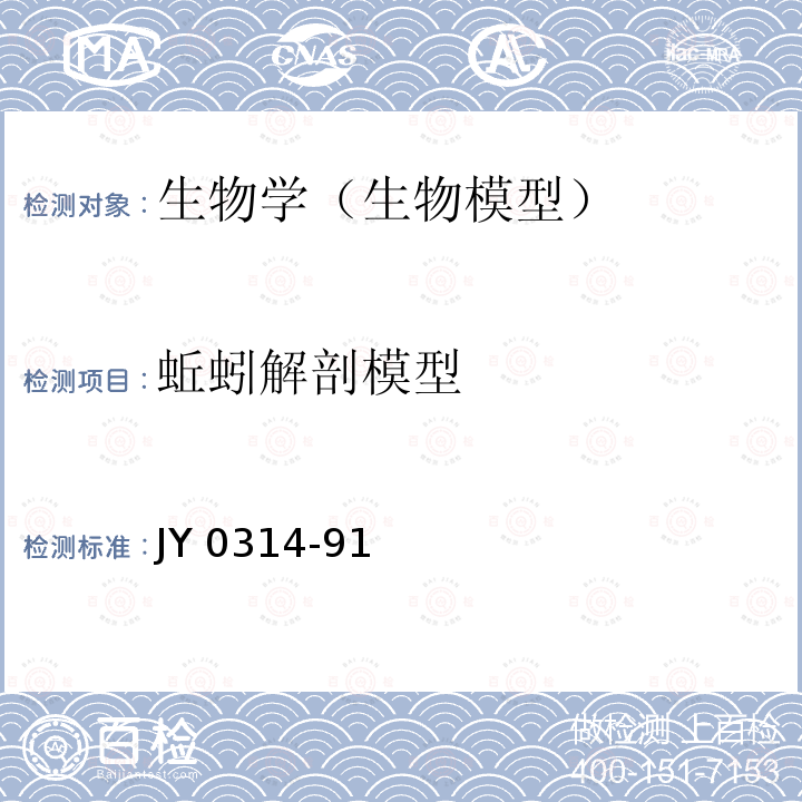 蚯蚓解剖模型 JY 0314-91  