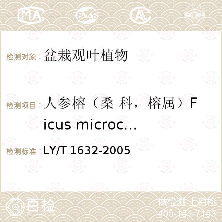 人参榕（桑 科，榕属）Ficus microcarpa LY/T 1632-2005 人参榕生产技术规程和质量等级