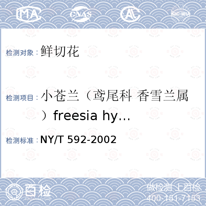 小苍兰（鸢尾科 香雪兰属）freesia hybrida klatt NY/T 592-2002 切花 小苍兰