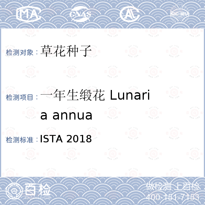 一年生缎花 Lunaria annua ISTA 2018  