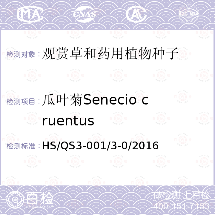 瓜叶菊Senecio cruentus HS/QS3-001/3-0/2016  