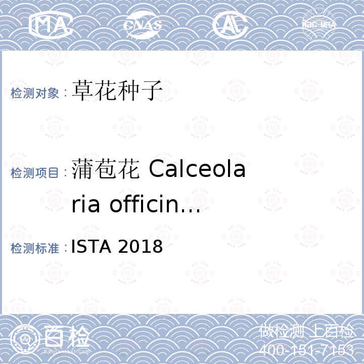 蒲苞花 Calceolaria officinalis ISTA 2018  
