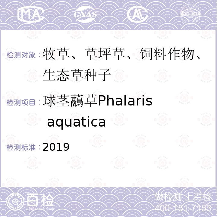 球茎虉草Phalaris aquatica 2019  