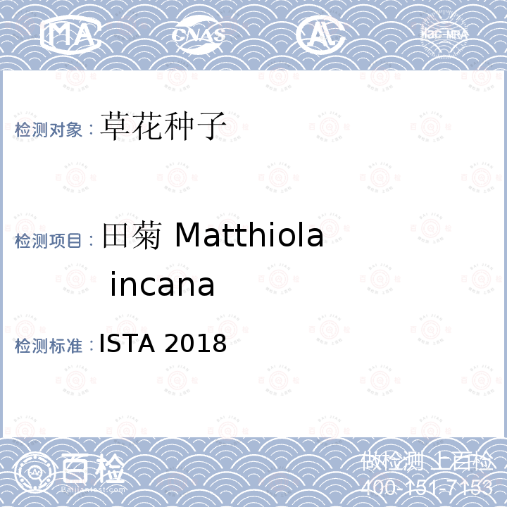 田菊 Matthiola incana ISTA 2018  