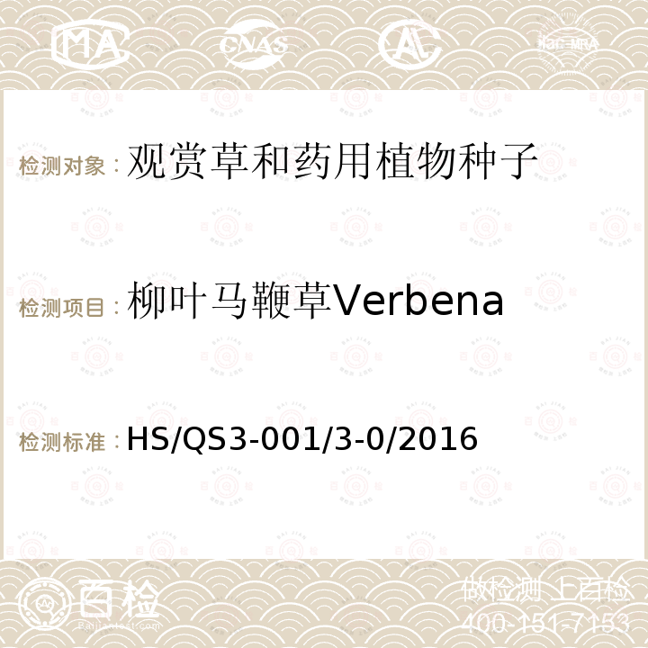 柳叶马鞭草Verbena bonariensis HS/QS3-001/3-0/2016  