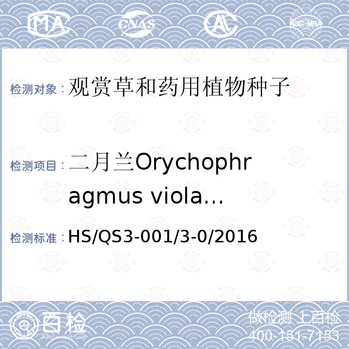 二月兰Orychophragmus violaceus HS/QS3-001/3-0/2016  