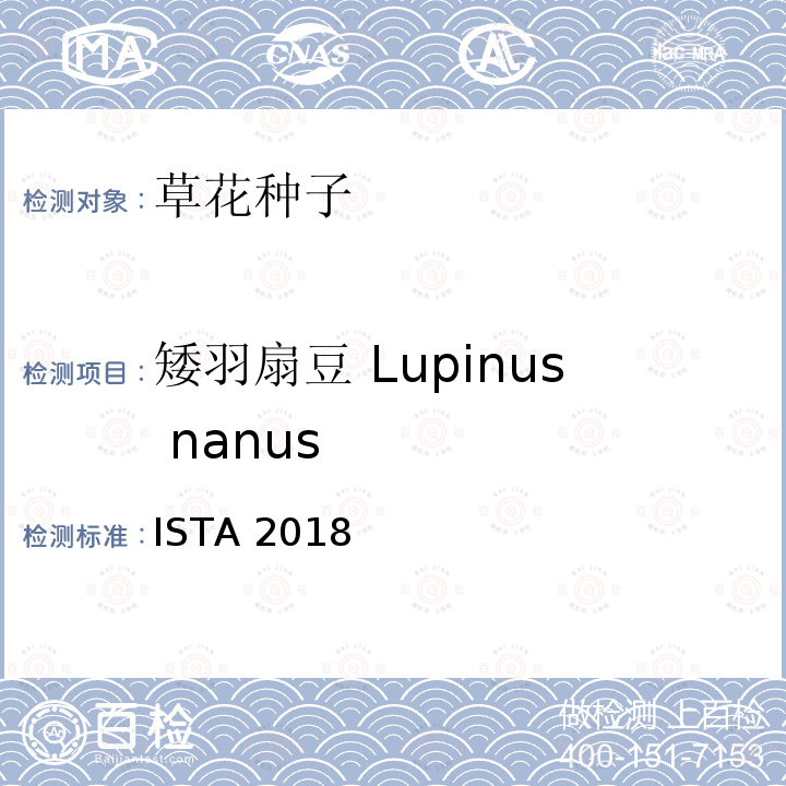 矮羽扇豆 Lupinus nanus ISTA 2018  