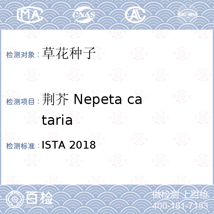 荆芥 Nepeta cataria ISTA 2018  