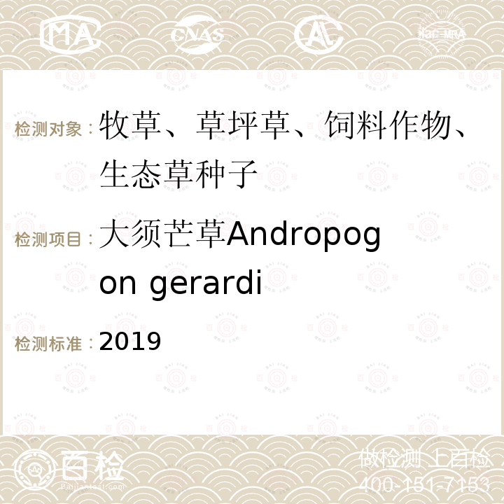 大须芒草Andropogon gerardi 2019  