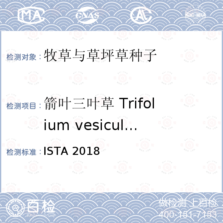 箭叶三叶草 Trifolium vesiculosum 箭叶三叶草 Trifolium vesiculosum ISTA 2018