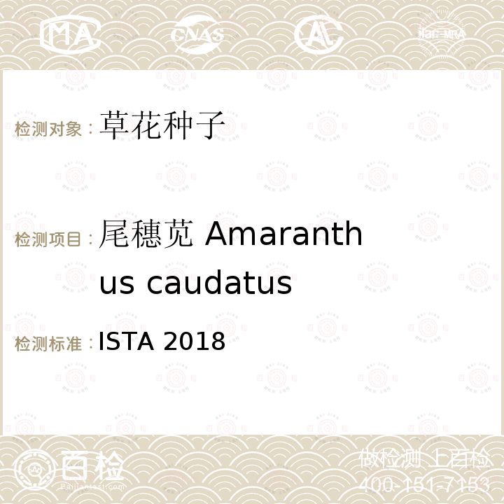 尾穗苋 Amaranthus caudatus ISTA 2018  