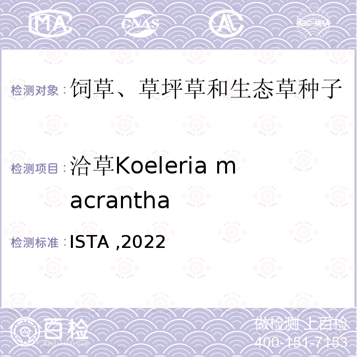 洽草Koeleria macrantha ISTA ,2022  