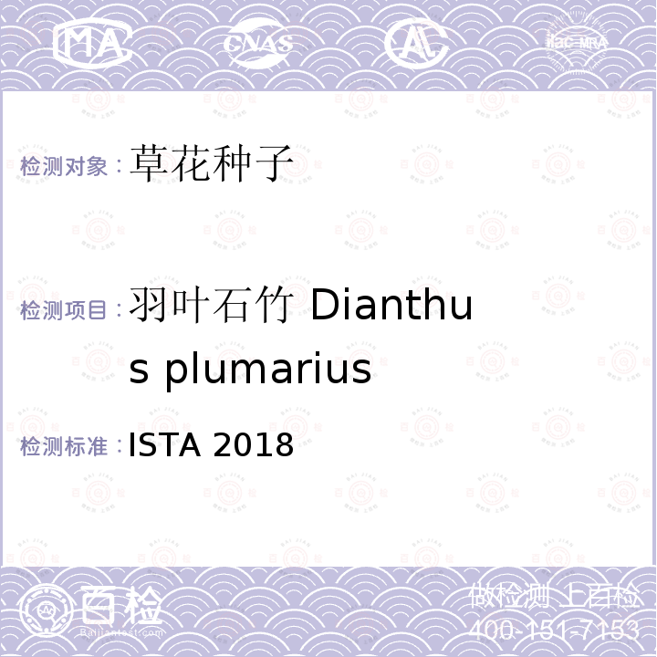 羽叶石竹 Dianthus plumarius ISTA 2018  