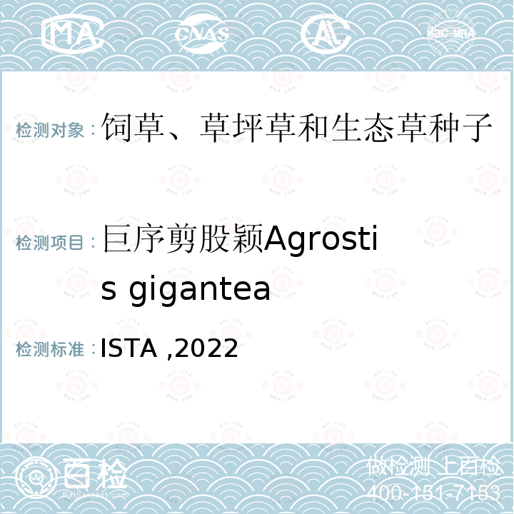 巨序剪股颖Agrostis gigantea ISTA ,2022  