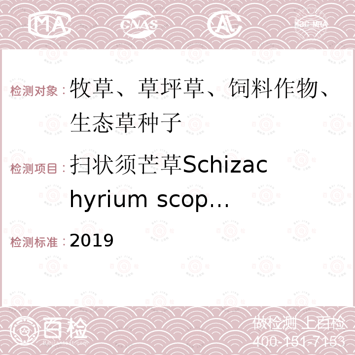 扫状须芒草Schizachyrium scoparium 2019  