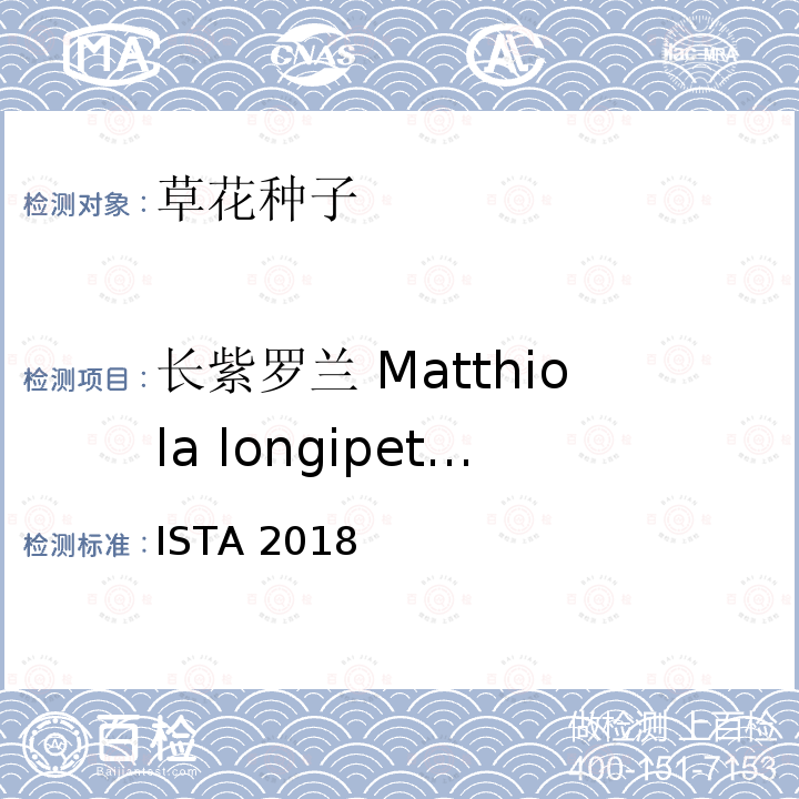 长紫罗兰 Matthiola longipetala ISTA 2018  