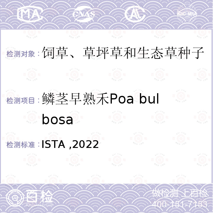 鳞茎早熟禾Poa bulbosa ISTA ,2022  