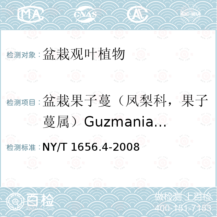 盆栽果子蔓（凤梨科，果子蔓属）Guzmania spp. NY/T 1656.4-2008 花卉检验技术规范 第4部分:盆栽观叶植物检验