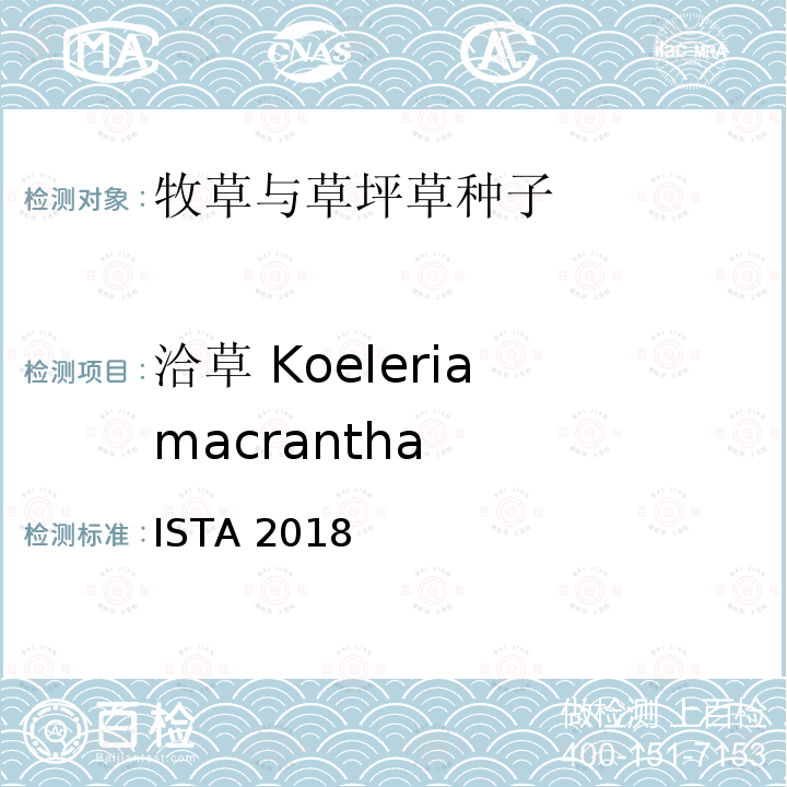 洽草 Koeleria macrantha ISTA 2018  