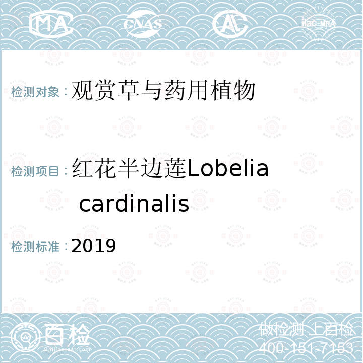 红花半边莲Lobelia cardinalis 2019  