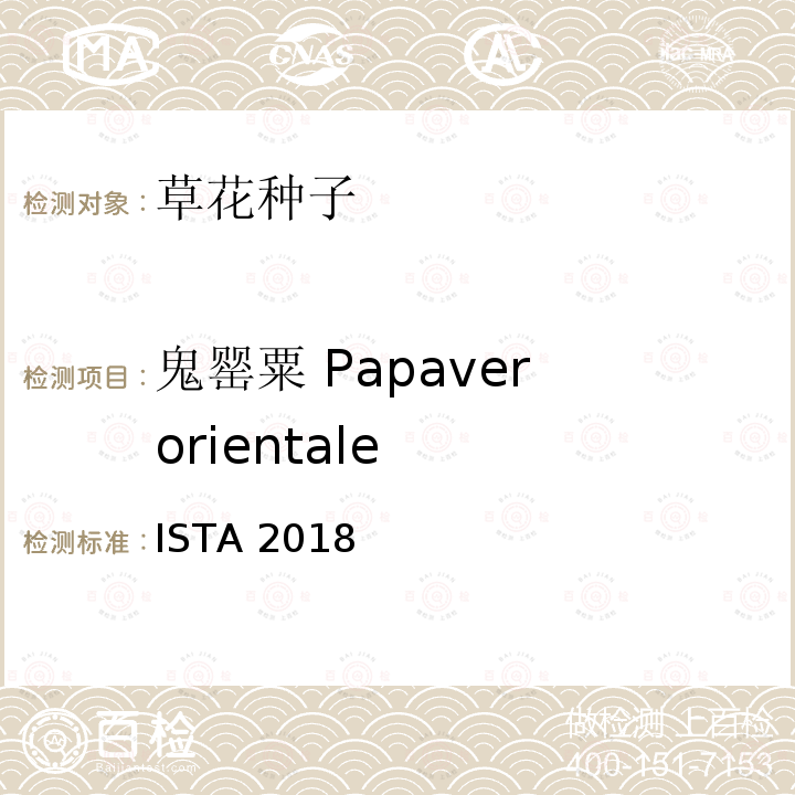 鬼罂粟 Papaver orientale ISTA 2018  