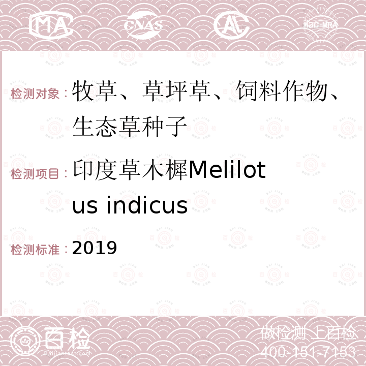 印度草木樨Melilotus indicus 2019  