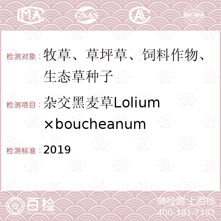杂交黑麦草Lolium ×boucheanum 2019  