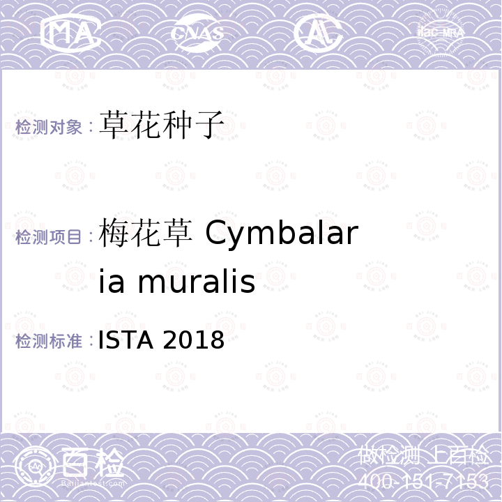 梅花草 Cymbalaria muralis ISTA 2018  