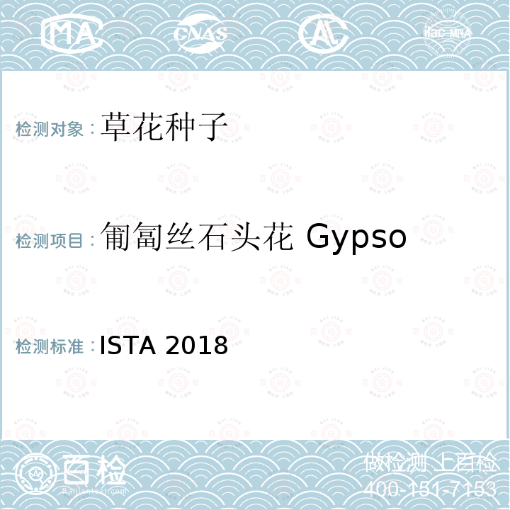 匍匐丝石头花 Gypsophila repens ENSISTA 2018  ISTA 2018
