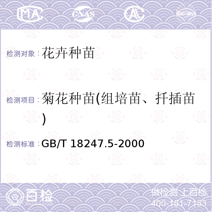 菊花种苗(组培苗、扦插苗) GB/T 18247.5-2000 主要花卉产品等级 第5部分:花卉种苗