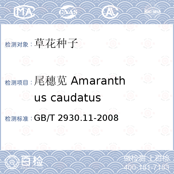 尾穗苋 Amaranthus caudatus GB/T 2930.11-2008 草种子检验规程 检验报告