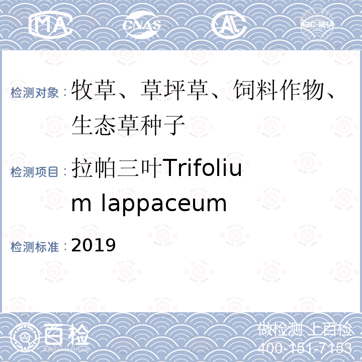 拉帕三叶Trifolium lappaceum 2019  