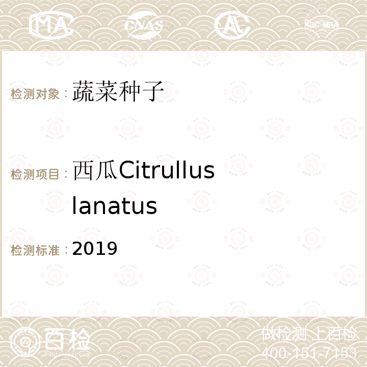 西瓜Citrullus lanatus SLANATUS 2019  2019