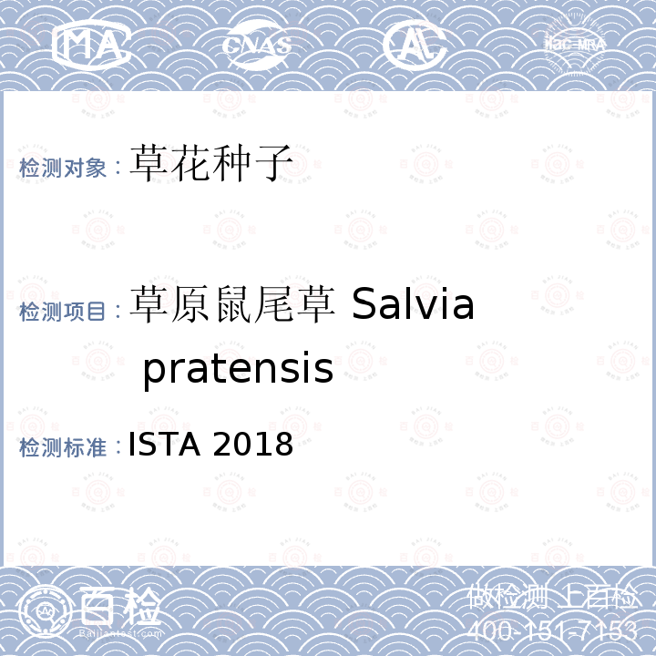 草原鼠尾草 Salvia pratensis ISTA 2018  
