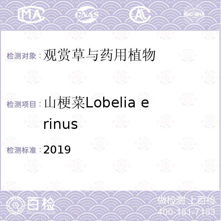 山梗菜Lobelia erinus 山梗菜Lobelia erinus 2019