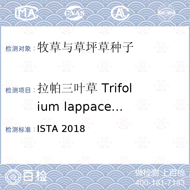 拉帕三叶草 Trifolium lappaceum ISTA 2018  