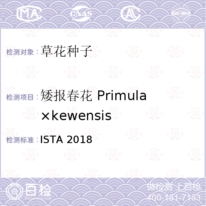 矮报春花 Primula×kewensis ISTA 2018  