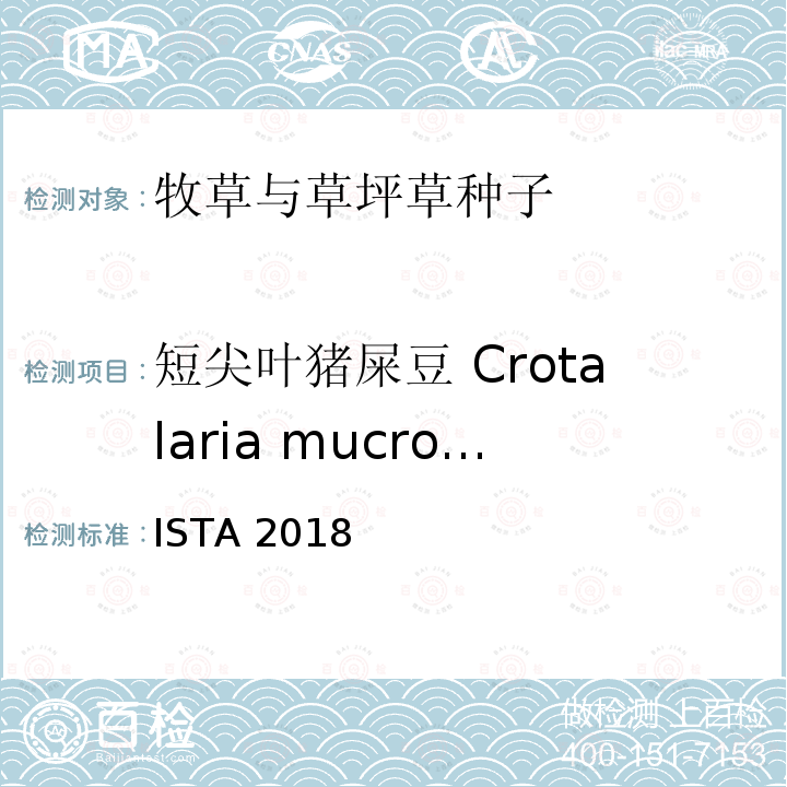 短尖叶猪屎豆 Crotalaria mucronata 短尖叶猪屎豆 Crotalaria mucronata ISTA 2018