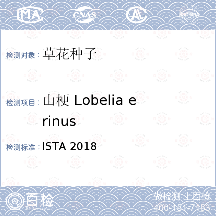 山梗 Lobelia erinus ISTA 2018  