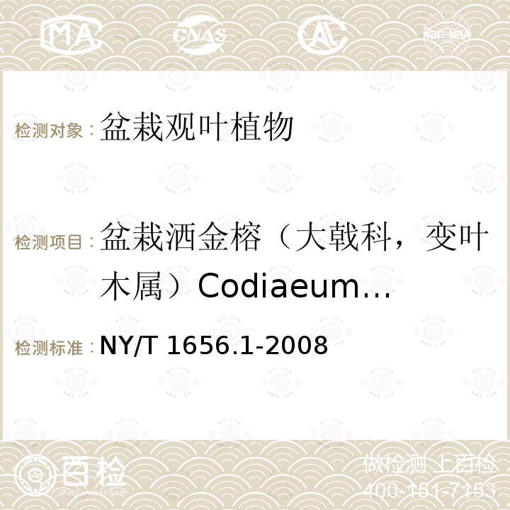 盆栽洒金榕（大戟科，变叶木属）Codiaeum variegatum NY/T 1656.1-2008 花卉检验技术规范 第1部分:基本规则