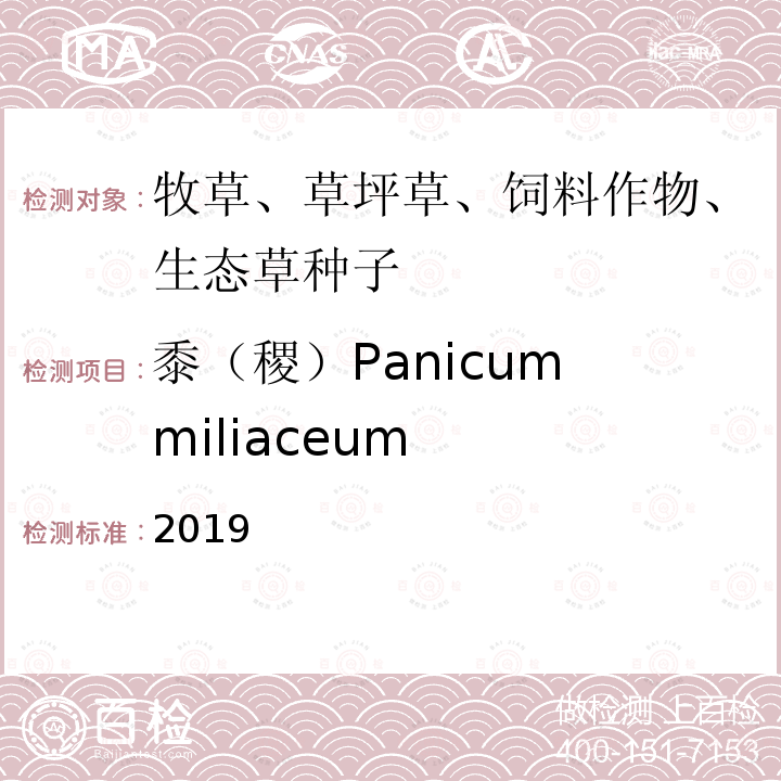 黍（稷）Panicum miliaceum 2019  