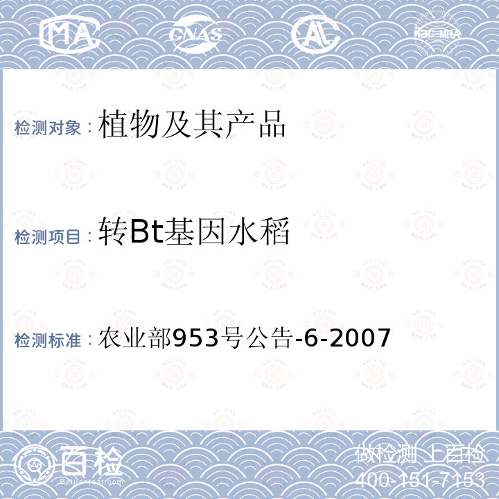 转Bt基因水稻 转Bt基因水稻 农业部953号公告-6-2007