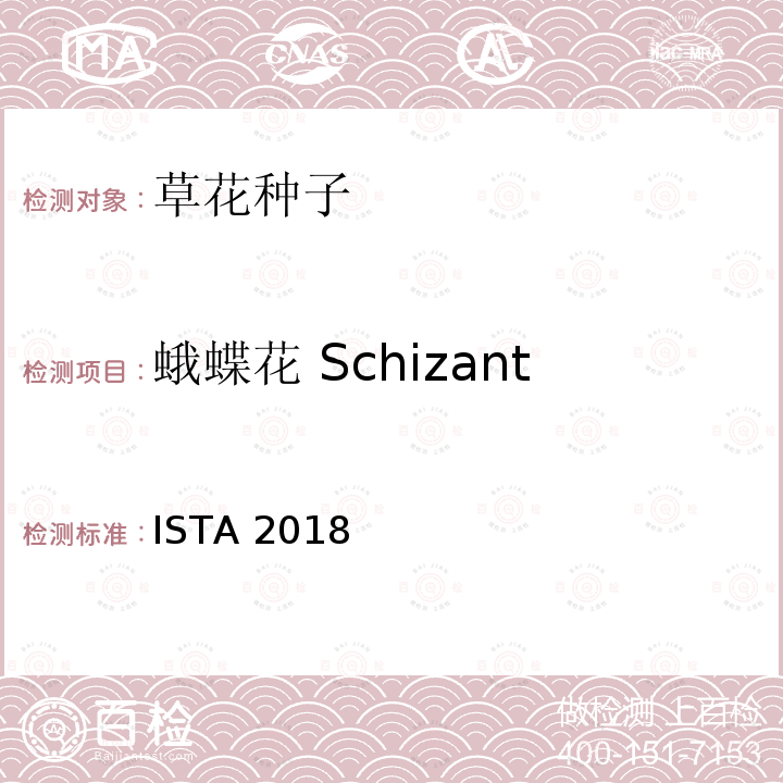 蛾蝶花 Schizanthus pinnatus ISTA 2018  