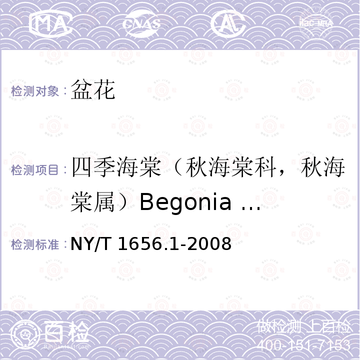 四季海棠（秋海棠科，秋海棠属）Begonia semperflorens NY/T 1656.1-2008 花卉检验技术规范 第1部分:基本规则