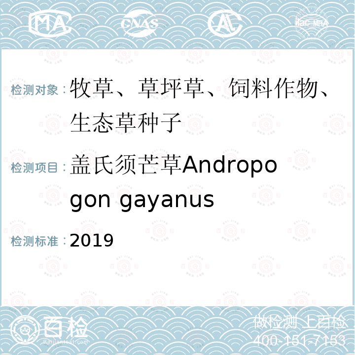 盖氏须芒草Andropogon gayanus 2019  